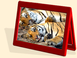 sundarban tiger safari