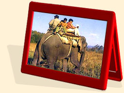 bandhavgrah jungle safari