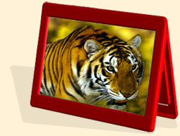 tiger trails - ranthambore