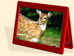 Golden Triangle India Tour