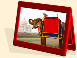 elephant safari in jaipur